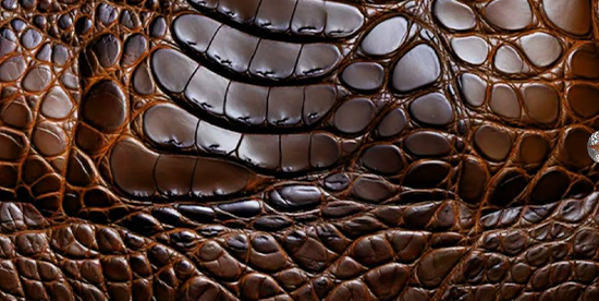 Crocodile Texture